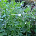 Mirabilis longiflora